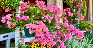 How to grow bougainvillea in pots with beautiful pink blooms